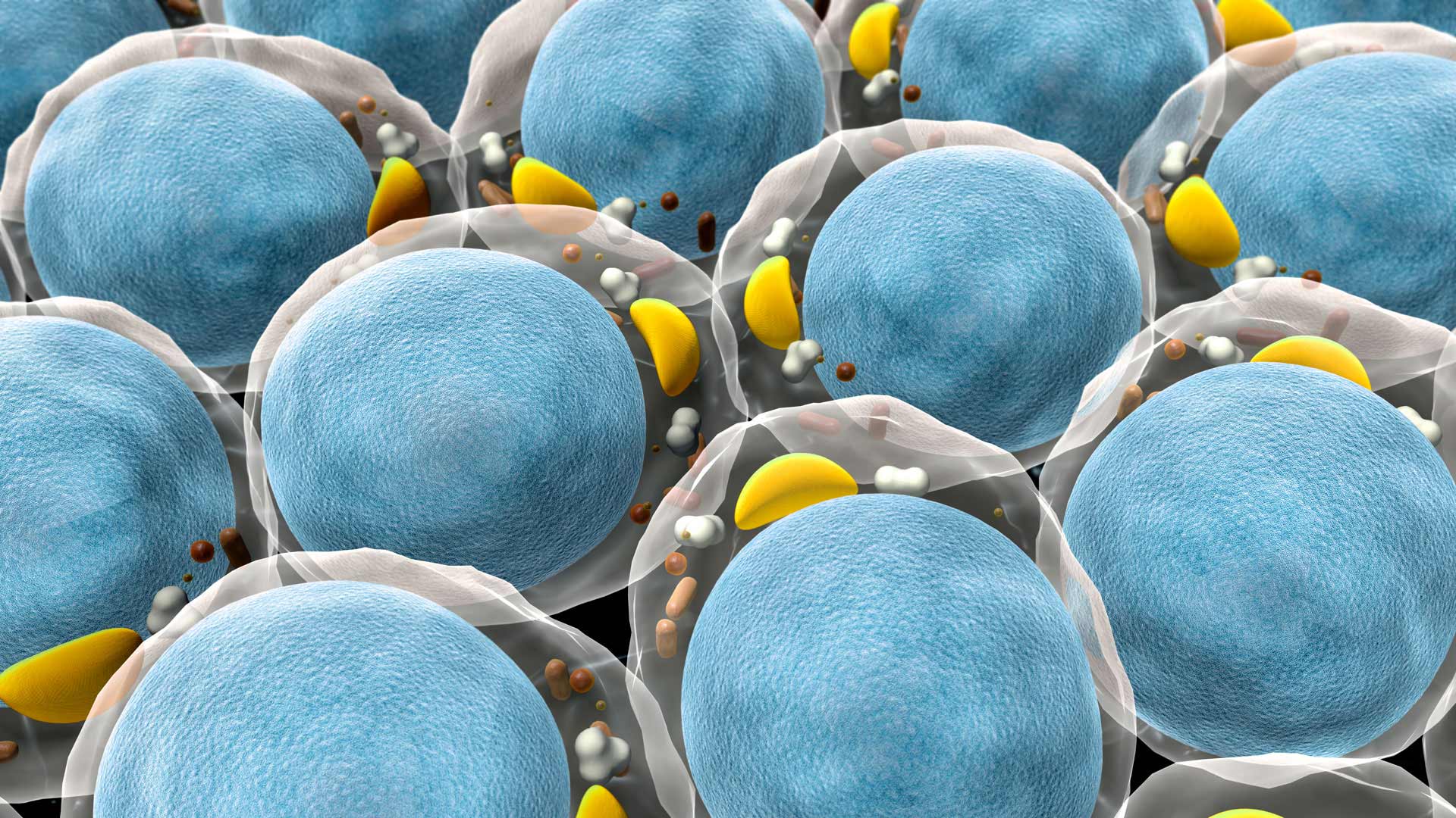 Lipogems-The-Adipose-Niche